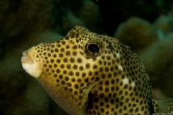 Spotted trunkfish, Bonaire by Dan Evans 
